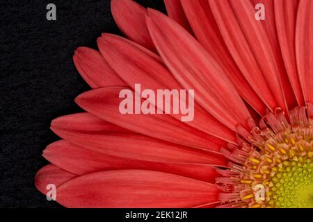 Nahaufnahme einer lachsfarbenen Gerbera, die auf einem liegt Schwarze Schieferplatte Stockfoto