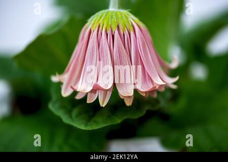 Schöne rosa Gerbera, bereits ein wenig verblasst, hängend auf den Kopf Stockfoto