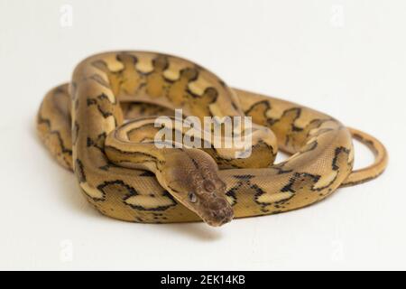 platintiger Netzhaut Pythonschlange Stockfoto