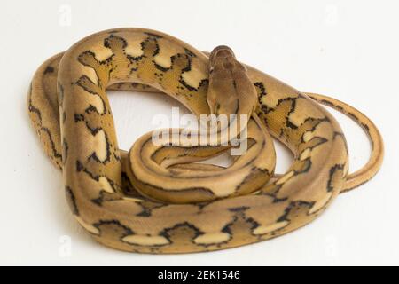 platintiger Netzhaut Pythonschlange Stockfoto