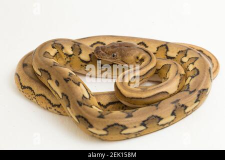 platintiger Netzhaut Pythonschlange Stockfoto