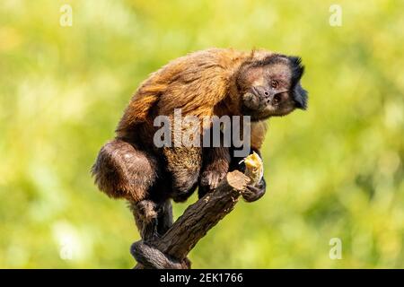 Getuftete Kapuzineraffen (Sapajus apella), AKA macaco-prego in die Wildnis in Brasilien Stockfoto