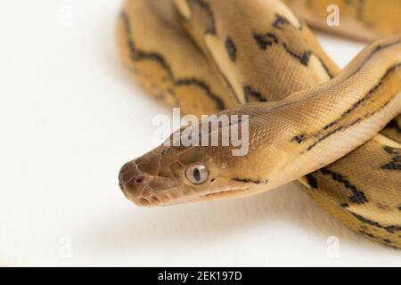 platintiger Netzhaut Pythonschlange Stockfoto