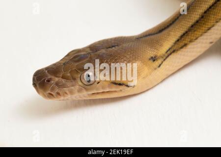 platintiger Netzhaut Pythonschlange Stockfoto