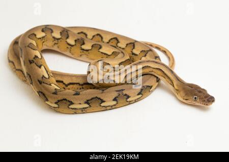 platintiger Netzhaut Pythonschlange Stockfoto