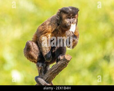 Getuftete Kapuzineraffen (Sapajus apella), AKA macaco-prego in die Wildnis in Brasilien Stockfoto