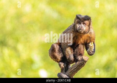 Getuftete Kapuzineraffen (Sapajus apella), AKA macaco-prego in die Wildnis in Brasilien Stockfoto