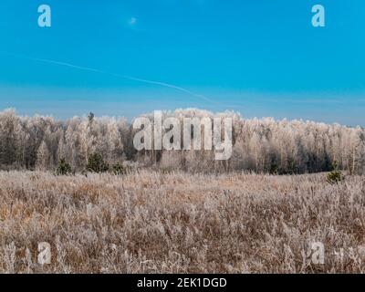 Die Bäume des Birkenhains bedeckt mit Frost im Winter gegen den blauen Himmel. Stockfoto