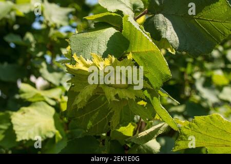 Im Juli wächst die Schale auf einem Haselnussbaum, Corylus avellana, in Friaul-Julisch Venetien, Nordostitalien Stockfoto