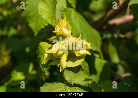 Im Juli wächst die Schale auf einem Haselnussbaum, Corylus avellana, in Friaul-Julisch Venetien, Nordostitalien Stockfoto