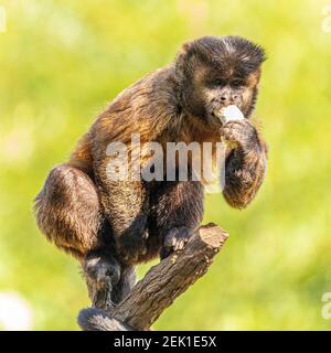 Getuftete Kapuzineraffen (Sapajus apella), AKA macaco-prego in die Wildnis in Brasilien Stockfoto