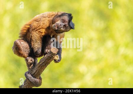 Getuftete Kapuzineraffen (Sapajus apella), AKA macaco-prego in die Wildnis in Brasilien Stockfoto