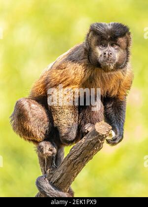 Getuftete Kapuzineraffen (Sapajus apella), AKA macaco-prego in die Wildnis in Brasilien Stockfoto