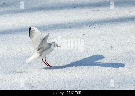 Die Möwe (Larus canus) landet auf dem Eis. Sonniger Wintertag Stockfoto