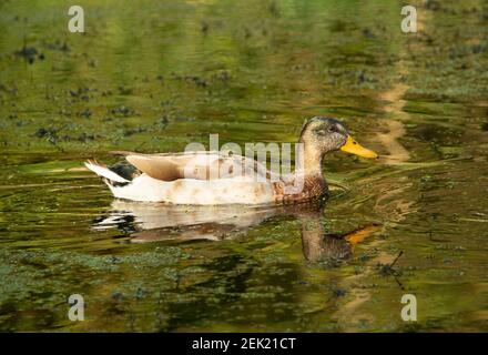 Unreife, taumelnde Ente schwimmt auf dem Kanal mit einer Spiegelung Stockfoto