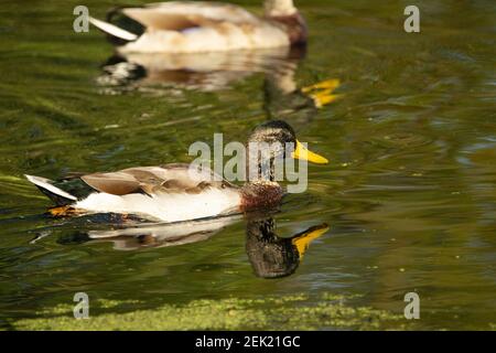 Unreife Mallard Ente schwimmend im Wasser des Kanals Mit einer Reflexion Stockfoto