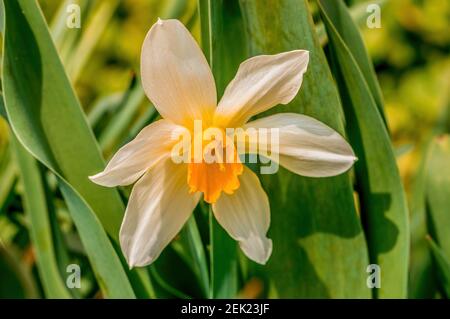 Frühblüher im Frühlingsgarten zu Beginn der Das Jahr Stockfoto