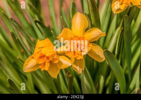 Frühblüher im Frühlingsgarten zu Beginn der Das Jahr Stockfoto