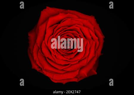 Obere Makroansicht einer bunten roten Rosenblume schließen Auf schwarzem Hintergrund Stockfoto