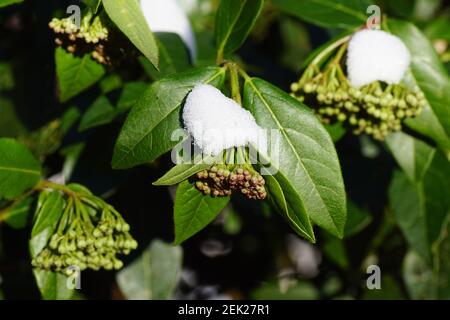 Laurustinus oder Laurustin (viburnum tinus). Ein immergrüner Busch der Familie der Moschatel (Adoxaceae) im Winter mit Schnee bedeckt Stockfoto