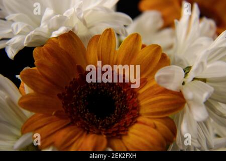 Sonnenblume in Bund von weißen dasies Stockfoto