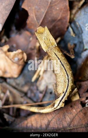 Kleines Blatt Chamäleon, Marojejy, adagascar Stockfoto