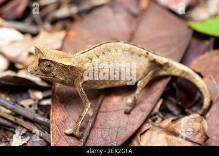 Kleines Blatt Chamäleon, Marojejy, adagascar Stockfoto