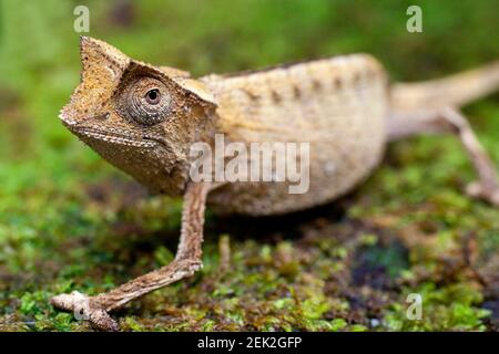 Kleines Blatt Chamäleon, Marojejy, adagascar Stockfoto