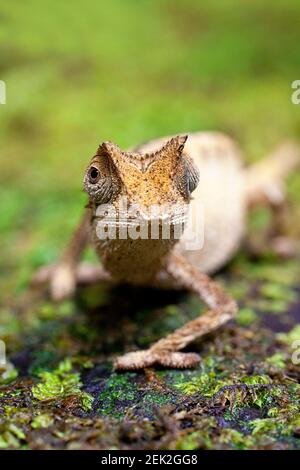 Kleines Blatt Chamäleon, Marojejy, adagascar Stockfoto