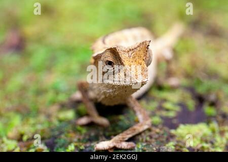 Kleines Blatt Chamäleon, Marojejy, adagascar Stockfoto