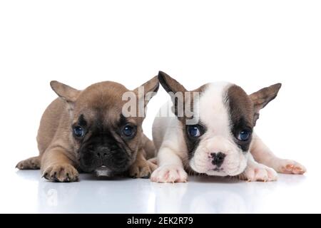 Fawn französisch Bulldogge Hund und sein Freund posiert zusammen, Seite an Seite vor weißem Hintergrund Stockfoto