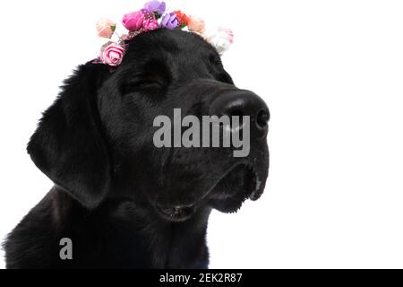 Niedlicher labrador Retriever Hund einschlafen und trägt eine Blume Stirnband am Kopf vor weißem Hintergrund Stockfoto