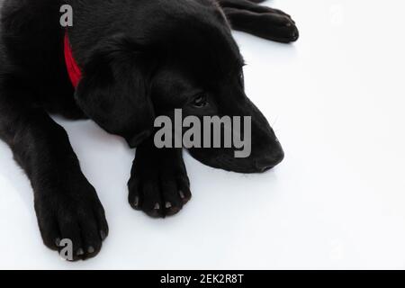 Müde labrador Hund ruht auf dem Boden und trägt ein Rote Bandana vor weißem Hintergrund Stockfoto