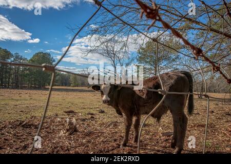 Das niedliche Angus-Querstreuungskalb blickt an einem schönen Wintertag in Alabama durch einen Drahtzaun auf die Kamera zurück. Stockfoto