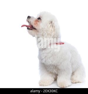 Süßer bichon Hund keuchend, Blick zu seiner Seite, trägt ein rotes Bandana auf weißem Hintergrund Stockfoto