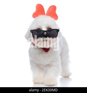 Süßer bichon Hund trägt eine rote Fliege, Sonnenbrille und Schmetterling Stirnband auf weißem Hintergrund Stockfoto