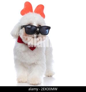 Schöne bichon Hund über die Brille schauen, trägt Schmetterling Stirnband und Fliege auf weißem Hintergrund Stockfoto