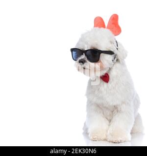 Schöne bichon Hund trägt Schmetterling Stirnband und Sonnenbrille, wegschauen und cool sein Stockfoto