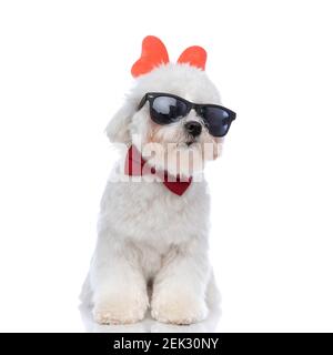 Süßer bichon Hund schaut weg, trägt coole Sonnenbrille, Schmetterling Stirnband und Fliege auf weißem Hintergrund Stockfoto