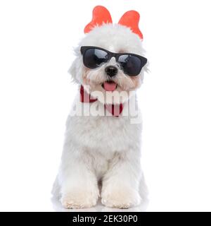 Coole bichon Hund trägt Schmetterling Stirnband, Sonnenbrille und Fliege auf weißem Hintergrund Stockfoto