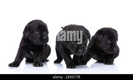 Linie von drei schwarzen labrador Retriever Welpen, die zur Seite schauen Und isoliert auf weißem Hintergrund im Studio gehen Stockfoto