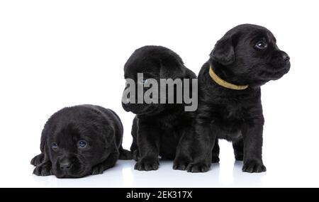 Neugierige Gruppe von drei entzückenden labrador Retriever Welpen suchen zur Seite, legen, stehen und ruhen isoliert auf weißem Hintergrund im Studio Stockfoto