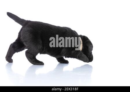 Neugierig liebenswert labrador Retriever Welpe mit Kragen schaut herum, schnüffeln und erkunden auf weißem Hintergrund im Studio Stockfoto