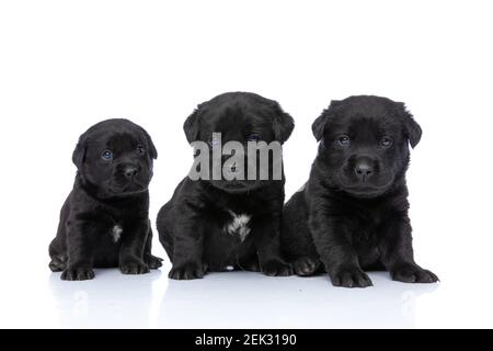 Nette Gruppe von drei labrador Retriever Hunde suchen zur Seite Und sitzen im Studio auf weißem Hintergrund Stockfoto