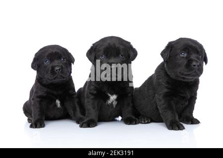 Drei entzückende labrador Retriever Brüder schauen auf, posieren und sitzen isoliert auf weißem Hintergrund im Studio Stockfoto