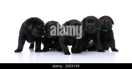 Entzückende Gruppe von fünf kleinen labrador Retriever Hunde suchen zur Seite, sitzen und stehen isoliert auf weißem Hintergrund im Studio Stockfoto