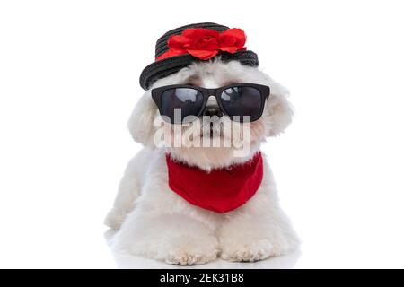 Süßer bichon Hund trägt Sonnenbrille, Hut und Bandana und liegt auf weißem Hintergrund Stockfoto