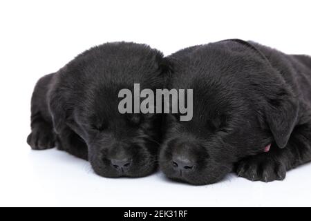 Schöne Gruppe von zwei kleinen labrador Retriever Welpen, die zusammen nippen Und sich isoliert auf weißem Hintergrund im Studio niederlassen Stockfoto