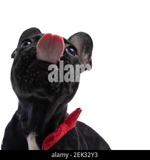 Portrait von eleganten französisch Bulldogge Welpen mit Fliege schauen nach oben, ragt aus Zunge und leckt Nase auf weißem Hintergrund im Studio Stockfoto