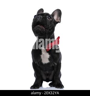 Hungriger kleiner französischer Bulldogge mit roter Fliege, der nach oben schaut In einer eifrigen Art und Weise und sitzen isoliert, während sie liebenswert Im Studio Stockfoto